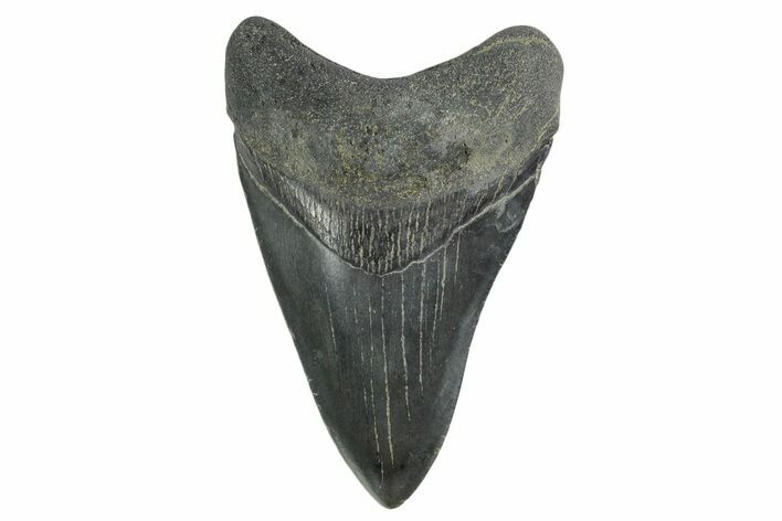 , Fossil Megalodon Tooth - Georgia #338747